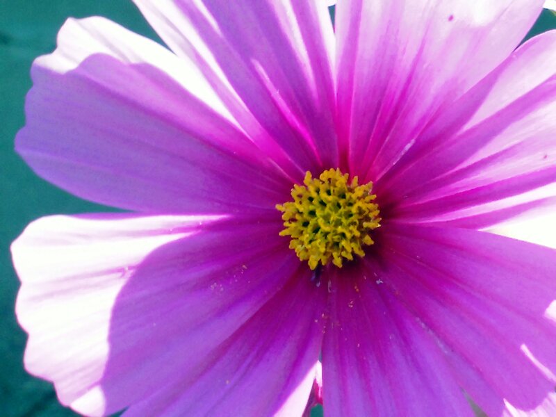 Purple Cosmos Flower — Calm