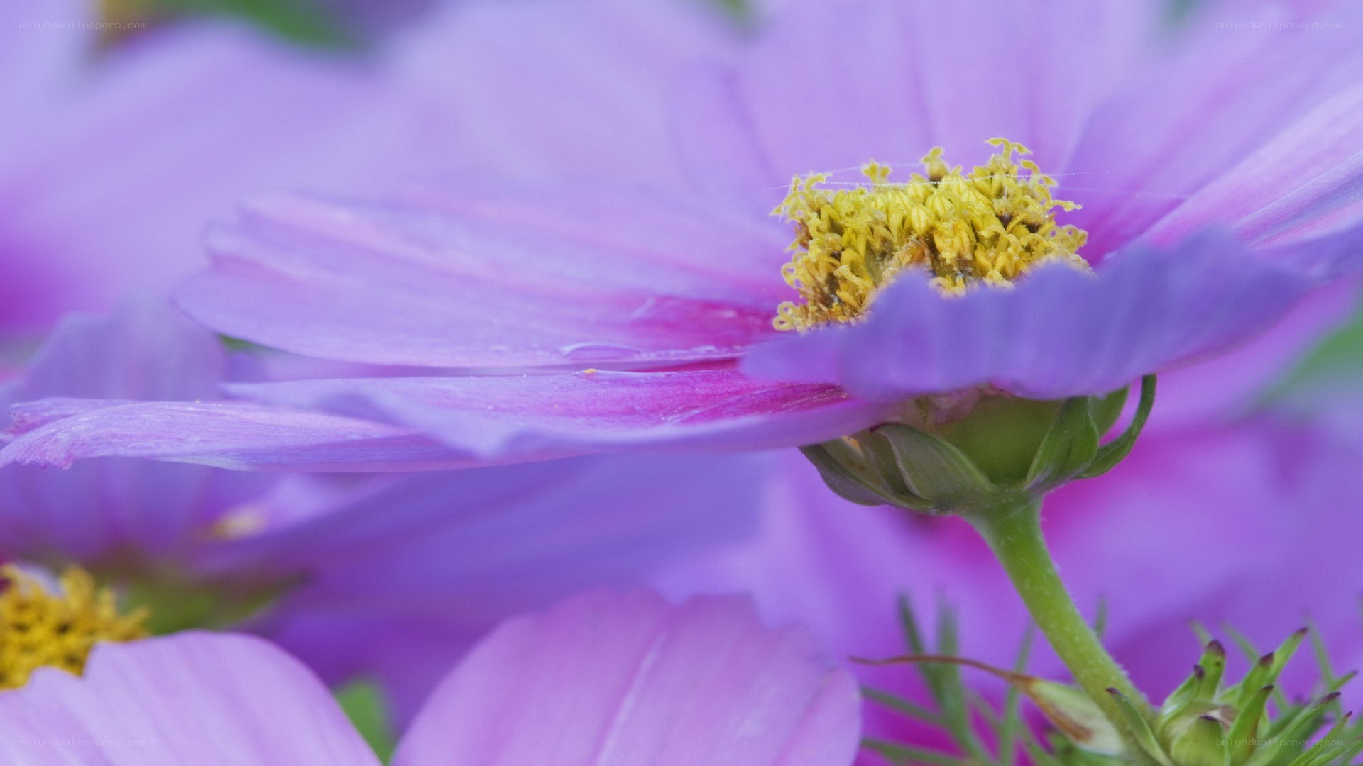 purple cosmos flower close-up