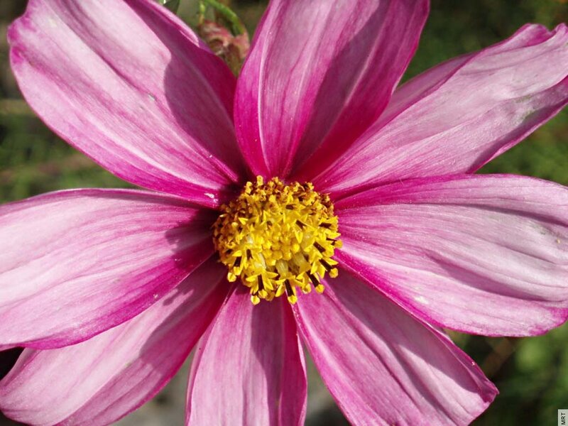 purple cosmos flower close-up