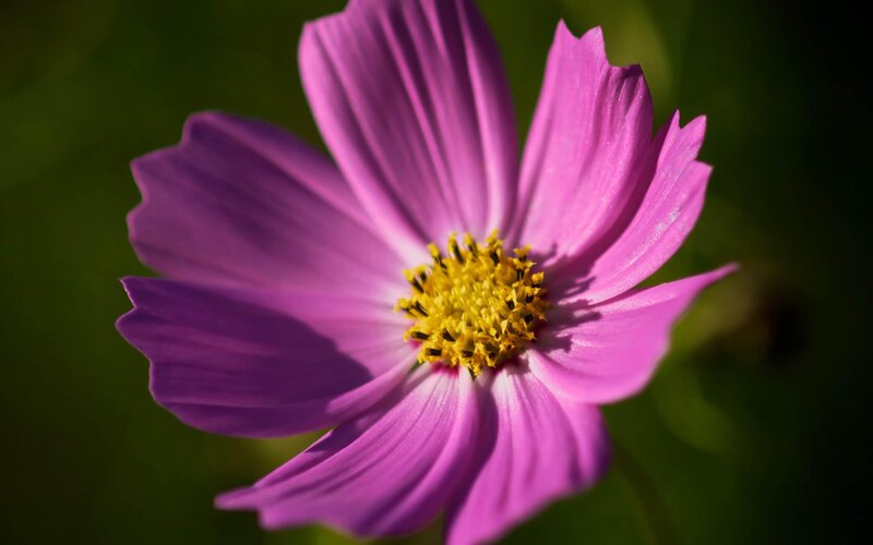 purple cosmos flower close-up