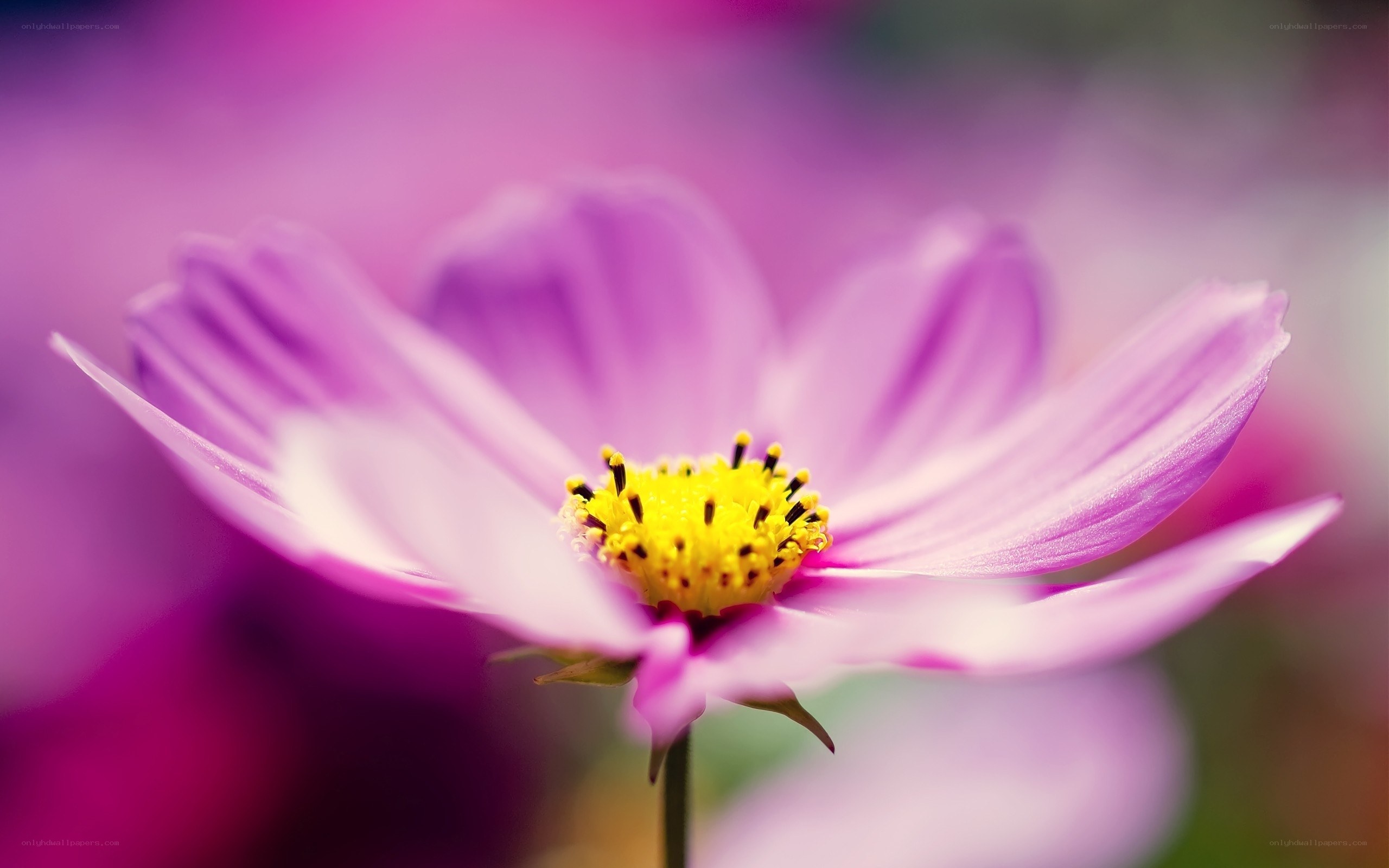 purple cosmos flower close-up