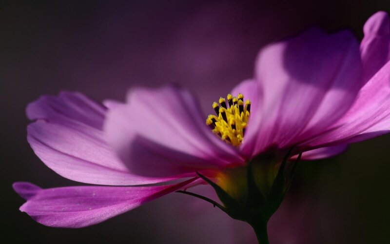 Purple Cosmos Flower — Dramatic, Photograph