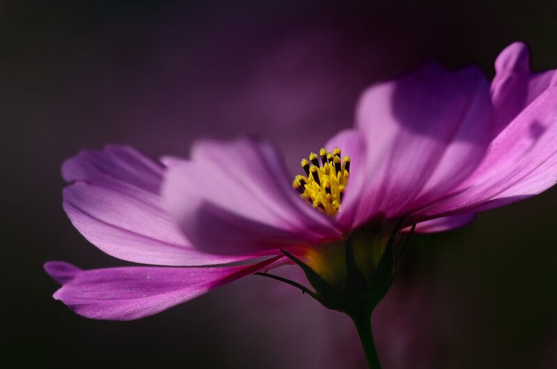 Purple Cosmos Flower — Dramatic, Photograph, Yellow Center, Green Stem