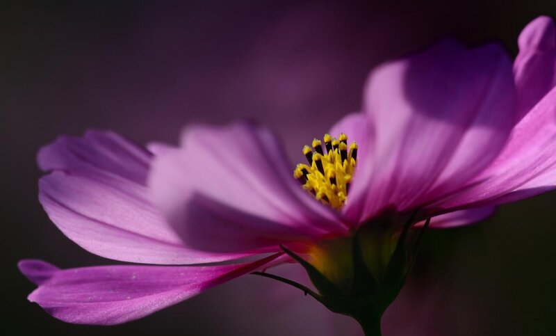 Purple Cosmos Flower — Dramatic, Photograph, Yellow Center