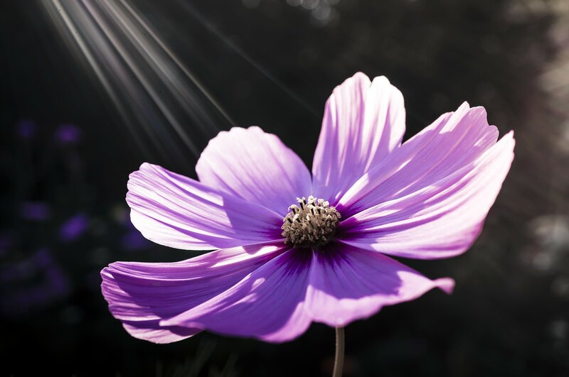 Purple Cosmos Flower — Dramatic