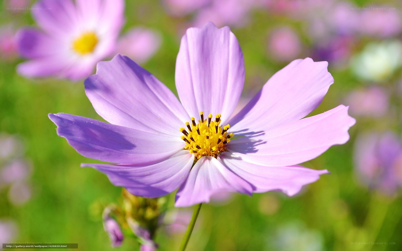 Purple cosmos flower in bloom