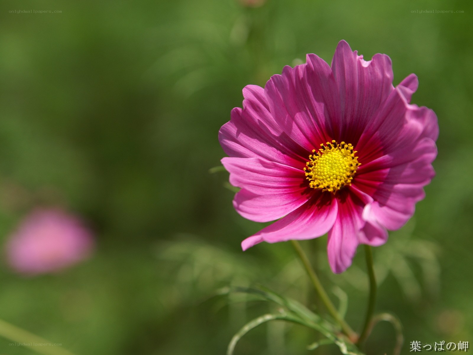 Purple cosmos flower in bloom