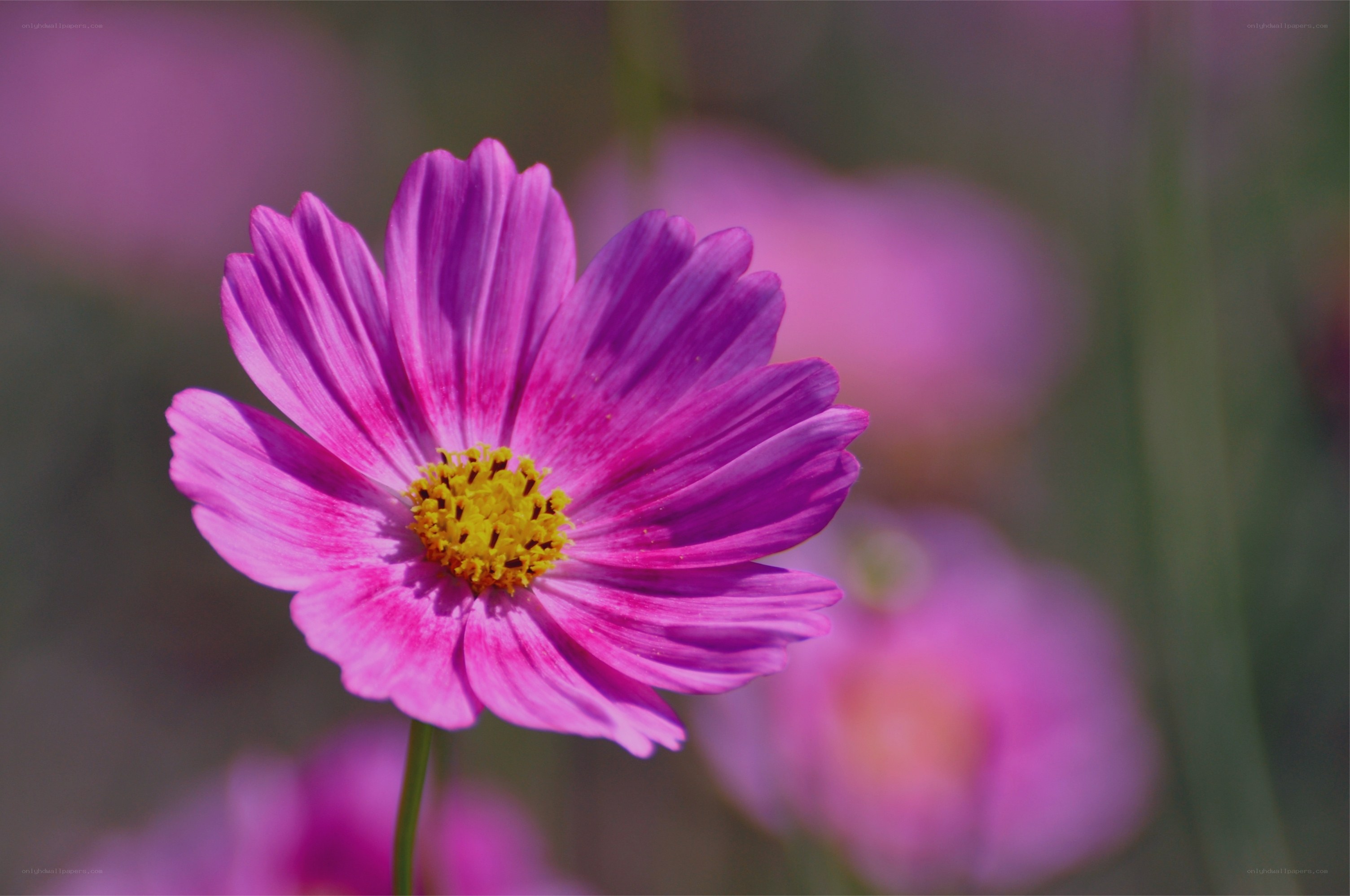 Purple cosmos flower in bloom