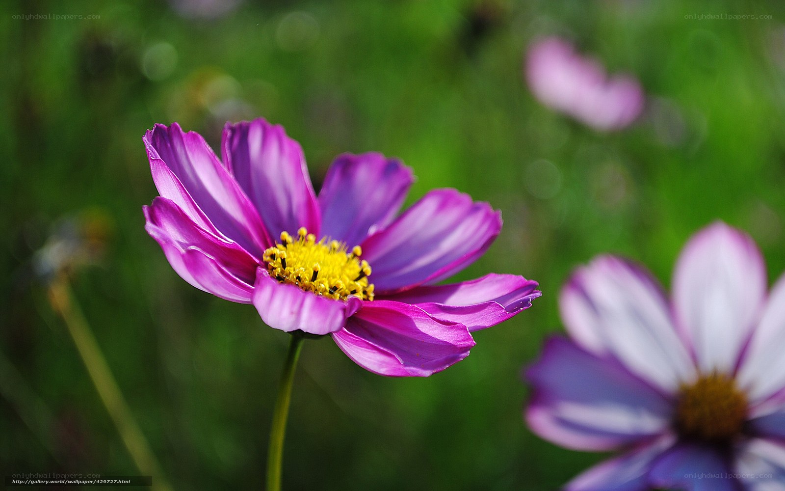Purple cosmos flower in garden