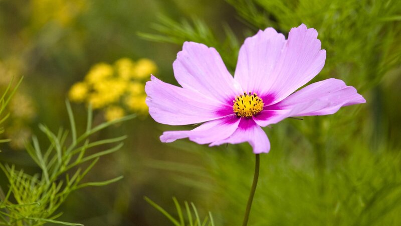 purple cosmos flower in garden