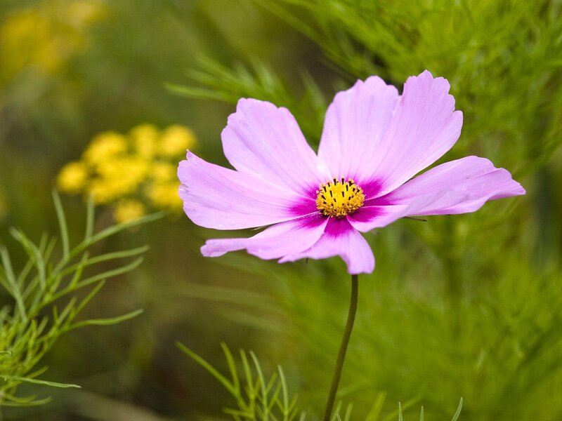 purple cosmos flower in garden