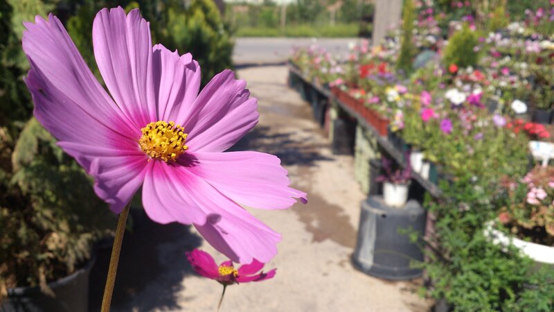 Purple cosmos flower in garden center