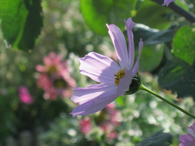 purple cosmos flower in garden