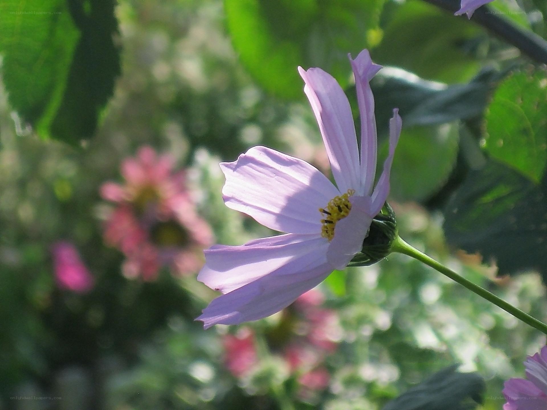 purple cosmos flower in garden