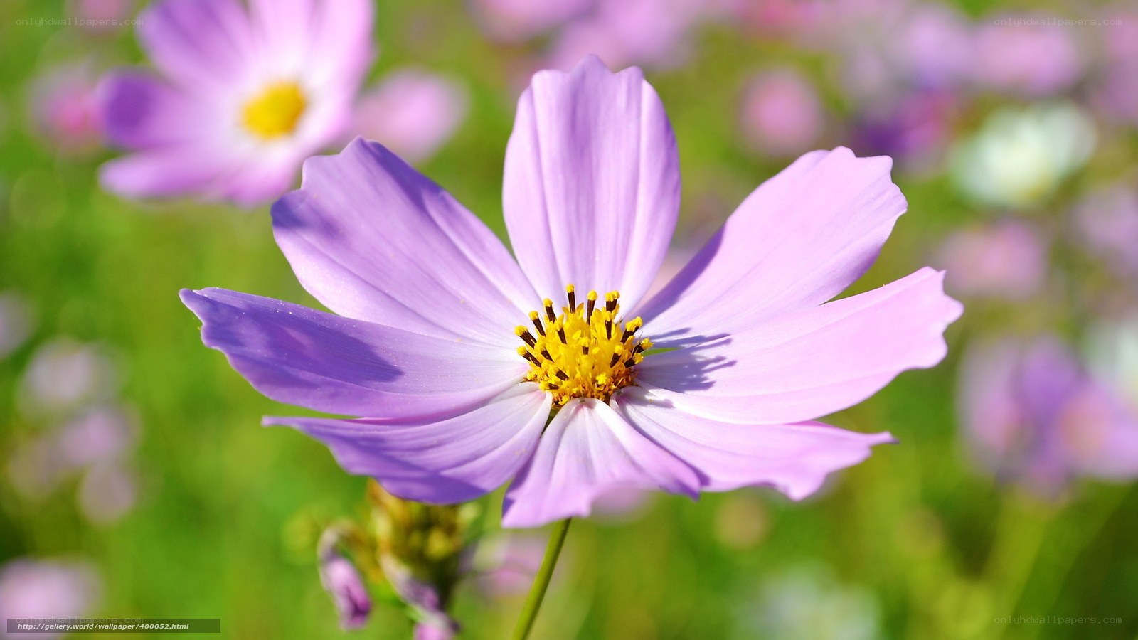 Purple cosmos flower in sunlight