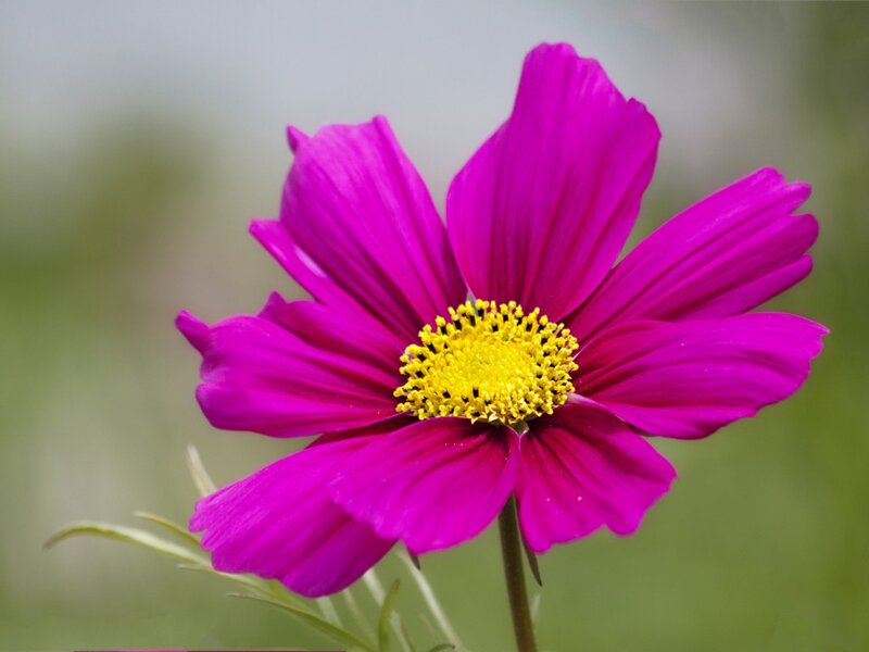 Purple Cosmos Flower — Magenta