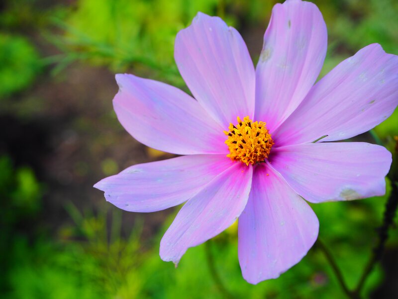 Purple Cosmos Flower — Pink, Calm
