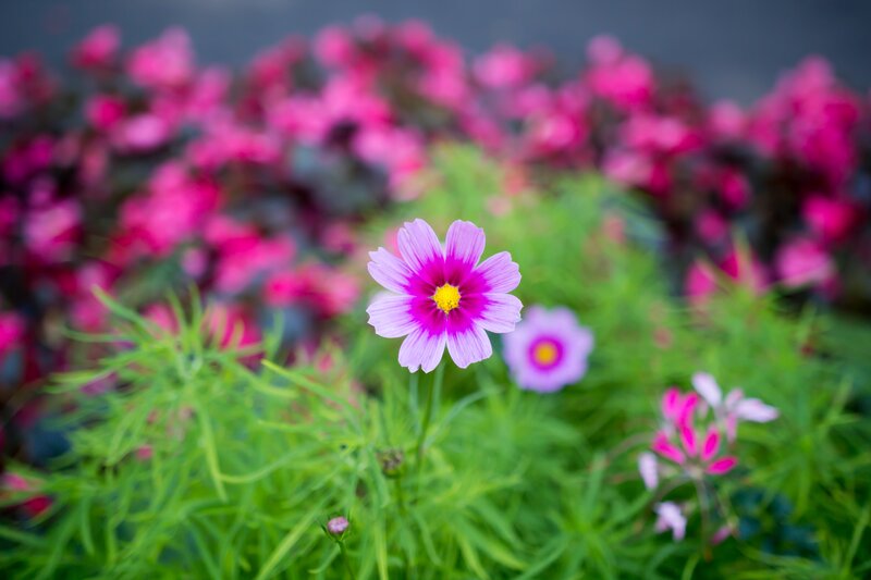 Purple Cosmos Flower — Pink, Serene, Afternoon