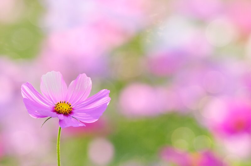 Purple Cosmos Flower — Pink, Serene, Spring, Photograph