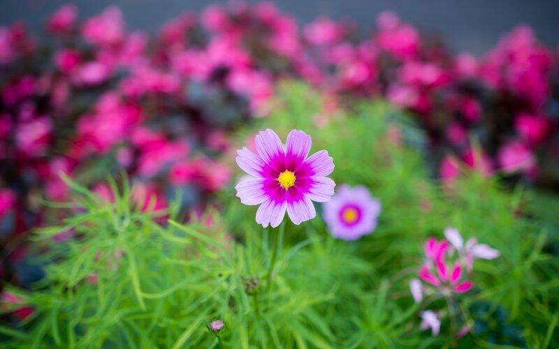 Purple Cosmos Flower — Pink, Serene, Spring