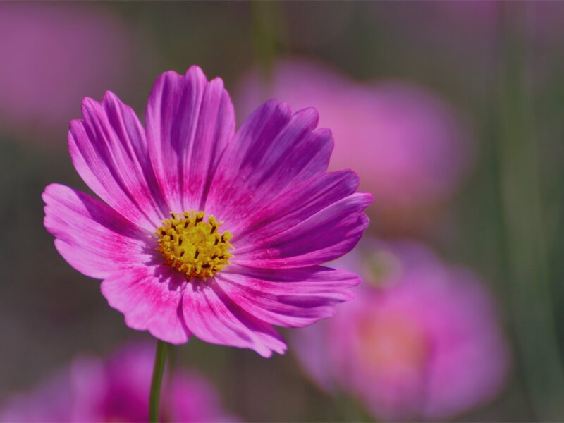 Purple Cosmos Flower — Pink, Serene