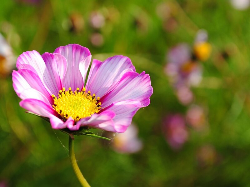 Purple Cosmos Flower — Pink