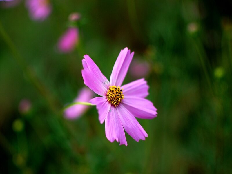 Purple Cosmos Flower — Serene, Afternoon, Photograph, Green Grass