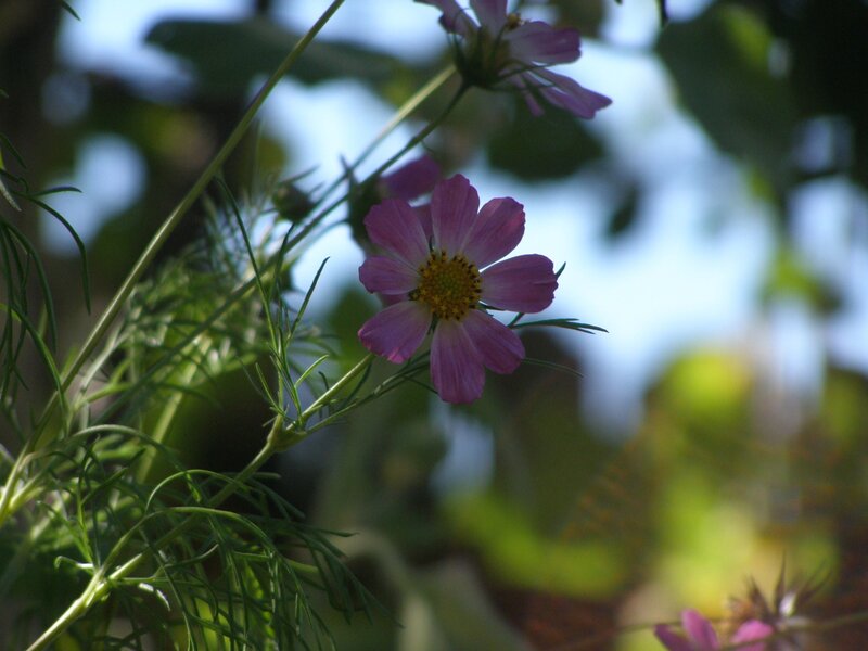Purple Cosmos Flower — Serene, Afternoon, Photograph, Green Leaves, Sunlight