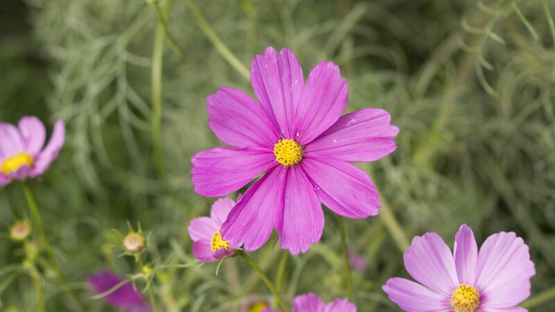 Purple Cosmos Flower — Serene, Afternoon, Photograph, Greenery