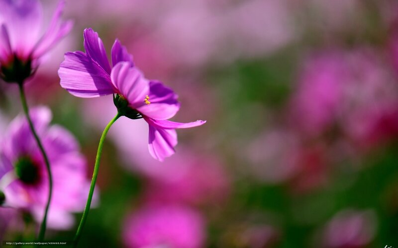 Purple Cosmos Flower — Serene, Afternoon, Photograph, Stem, Background