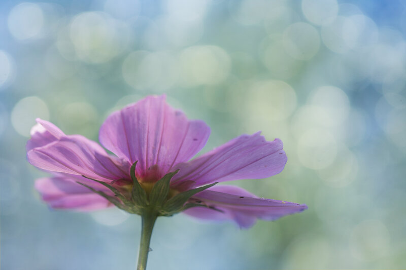 Purple Cosmos Flower — Serene, Afternoon, Photograph, Stem, Bokeh
