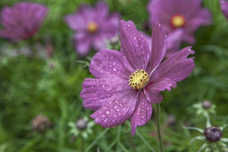 Purple Cosmos Flower — Serene, Morning, Photograph