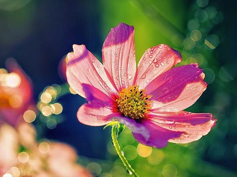 Purple Cosmos Flower — Serene, Morning