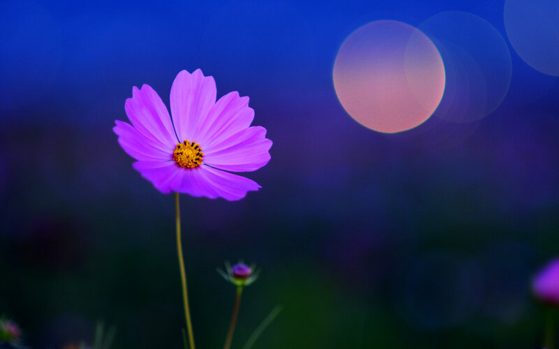 Purple Cosmos Flower — Serene, Night