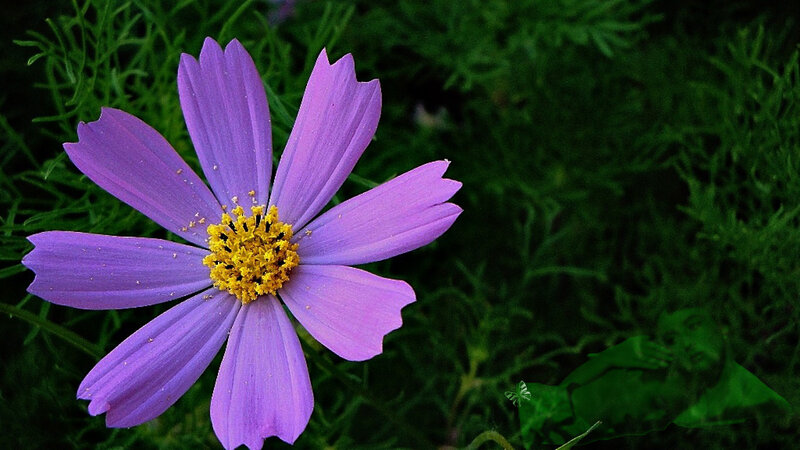 Purple Cosmos Flower — Serene, Photograph, Green Foliage