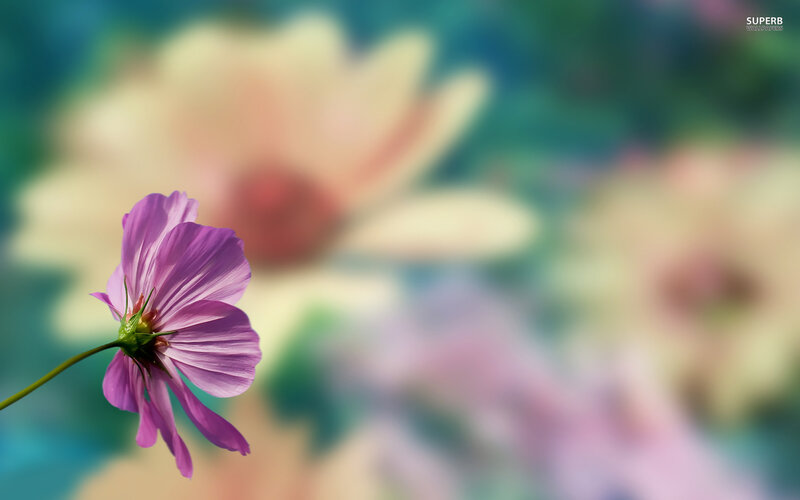 Purple Cosmos Flower — Serene, Photograph, Stem, Blurry Background