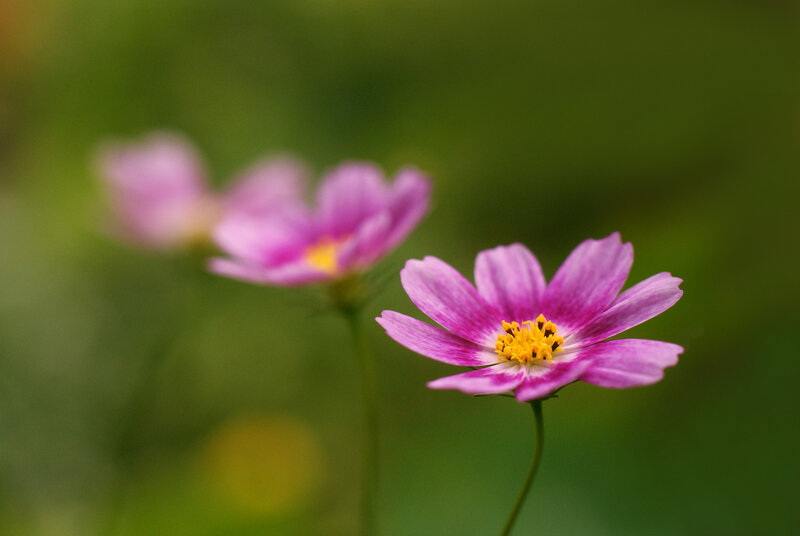 Purple Cosmos Flower — Serene, Photograph, Stem