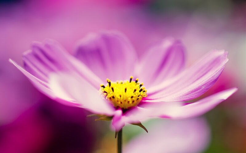 Purple Cosmos Flower — Serene, Photograph
