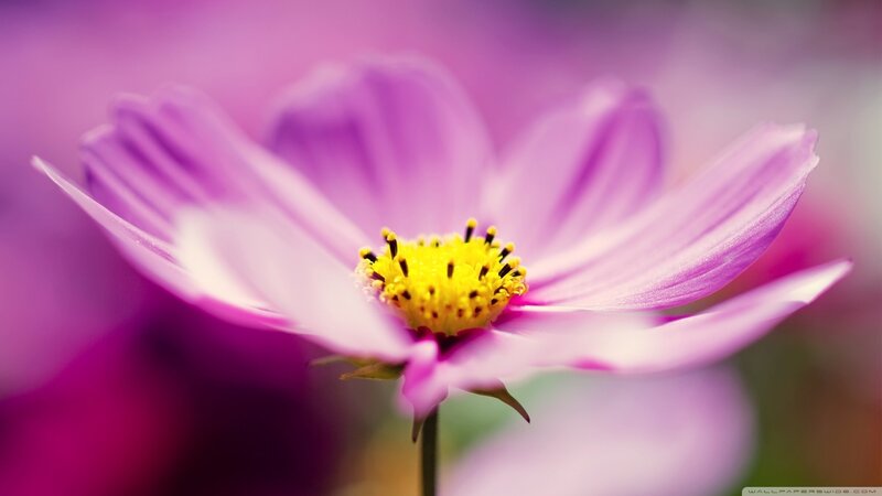 Purple Cosmos Flower — Serene, Photograph, Yellow Center