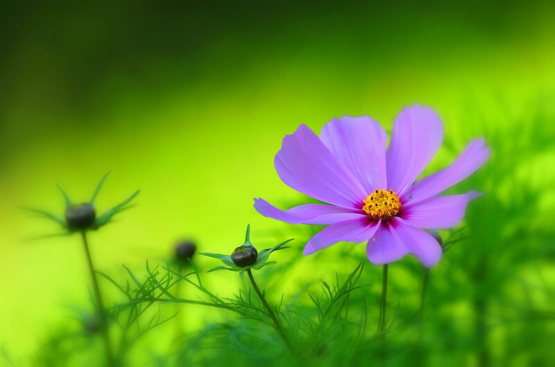 Purple Cosmos Flower — Serene, Spring, Photograph