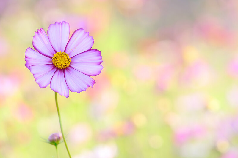 Purple Cosmos Flower — Serene, Spring