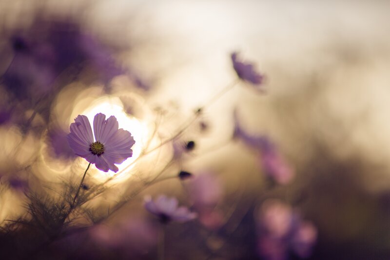 Purple Cosmos Flower — Serene, Sunset, Photograph