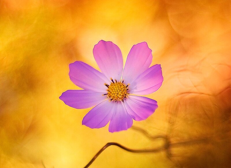 Purple Cosmos Flower — Serene, Sunset