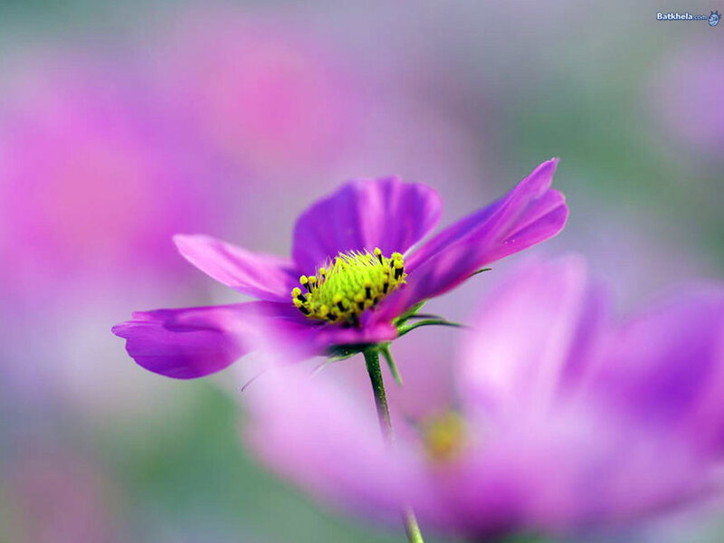 Purple Cosmos Flower — Serene