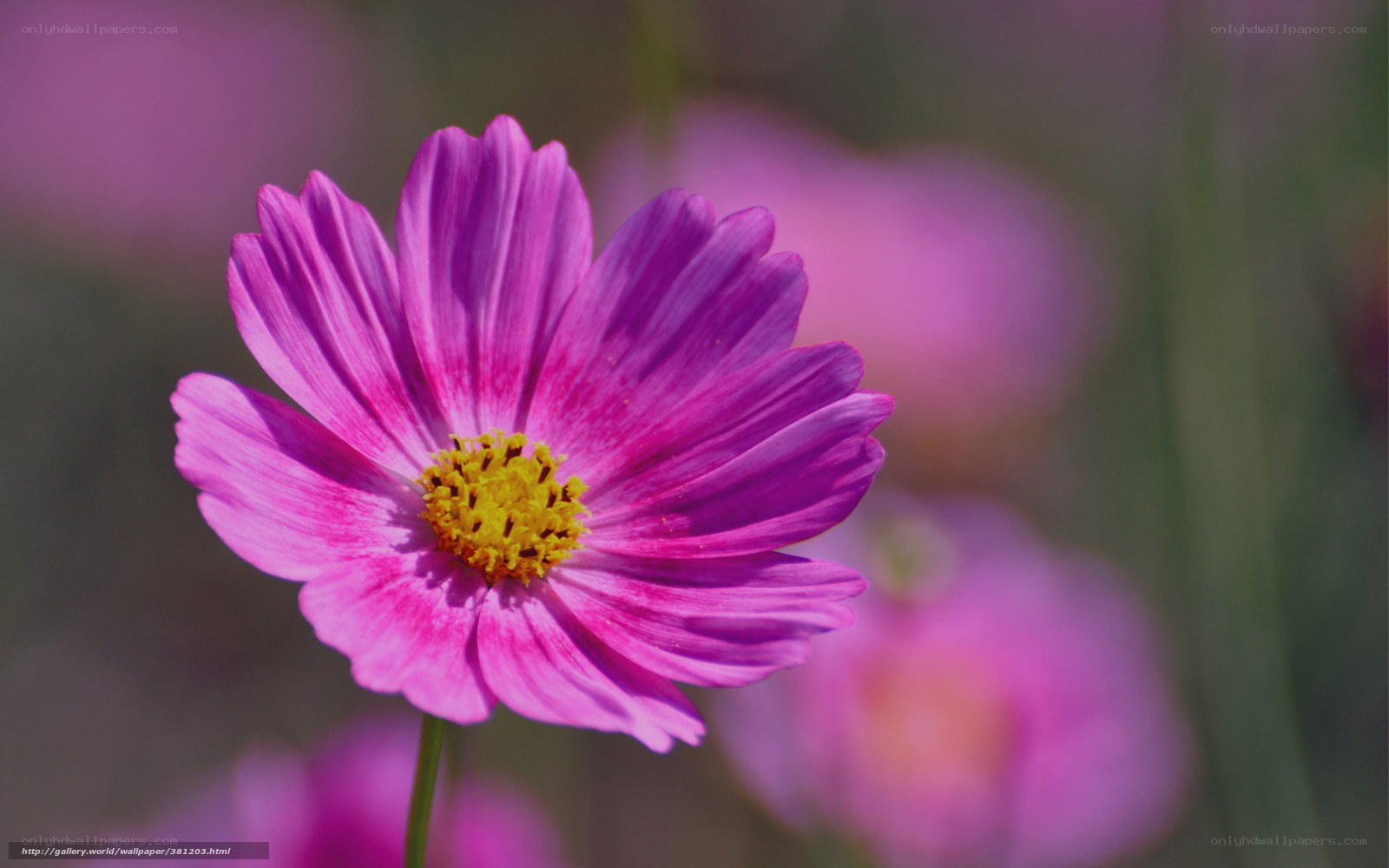 purple cosmos flower