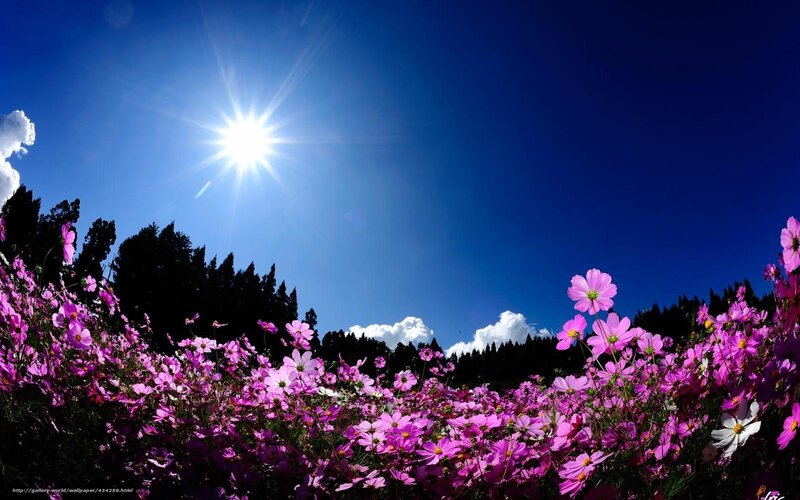 Purple Cosmos Flowers — Blue, Bright