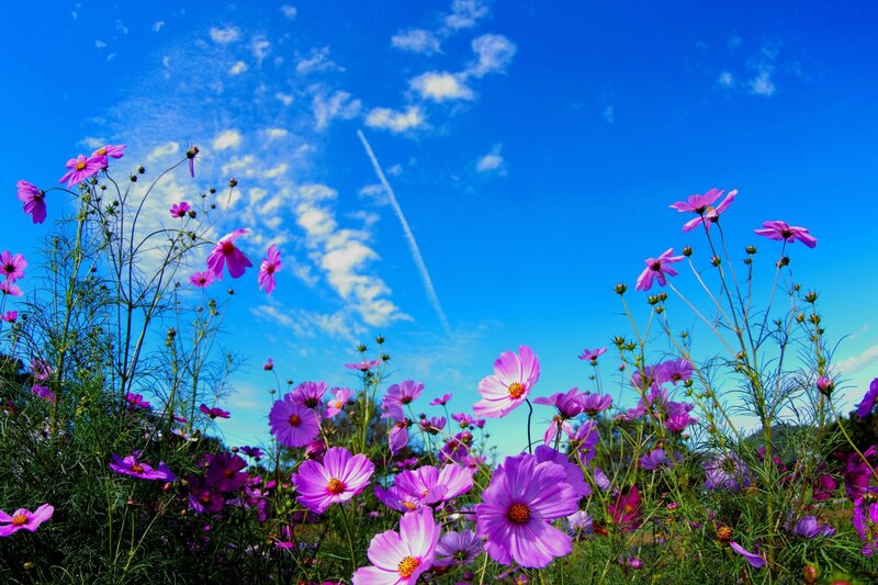 Purple Cosmos Flowers — Blue, Serene, Afternoon, Photograph, Sky, Clouds