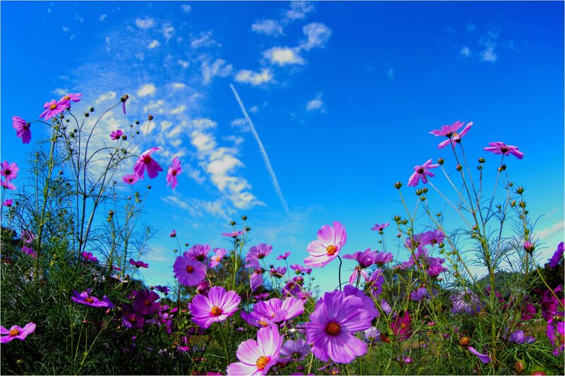 Purple Cosmos Flowers — Blue, Serene, Afternoon, Photograph, Sky