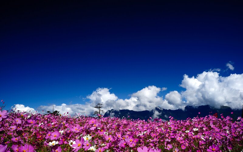 Purple Cosmos Flowers — Blue, Serene, Afternoon, Photograph