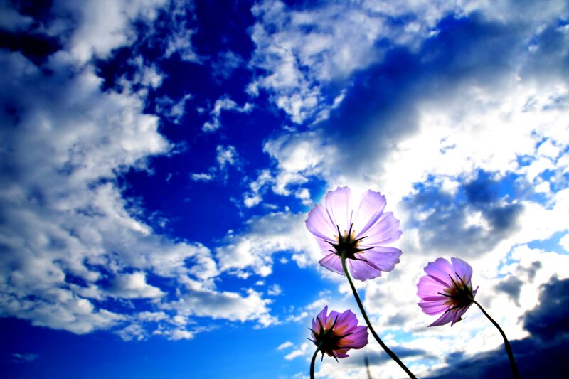 Purple Cosmos Flowers — Blue, Serene, Afternoon
